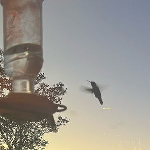 Meet your Posher, Isabella